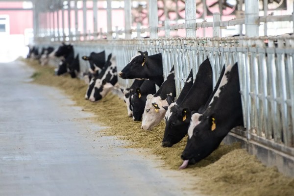 奶牛是哪国引进的,大型奶牛是美国和加拿大引进的