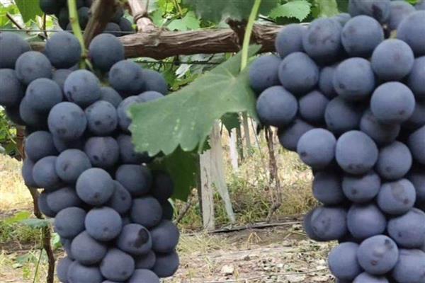 夏黑葡萄简介，从萌芽到开花30-35天