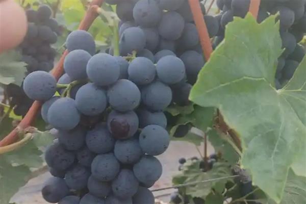 夏黑葡萄简介，从萌芽到开花30-35天