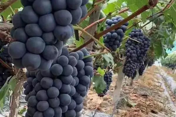 夏黑葡萄简介，从萌芽到开花30-35天