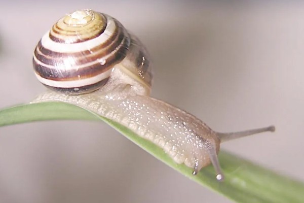 蜗牛的种类，常见的有高大环口蜗牛、褐云玛瑙蜗牛等