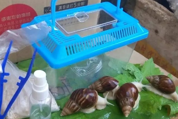 蜗牛的种类，常见的有高大环口蜗牛、褐云玛瑙蜗牛等