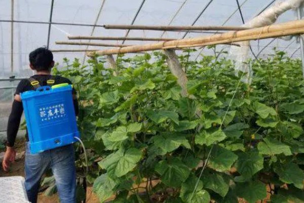 黄瓜蚜虫的防治方法，可采用喷粉法、黄板诱蚜等