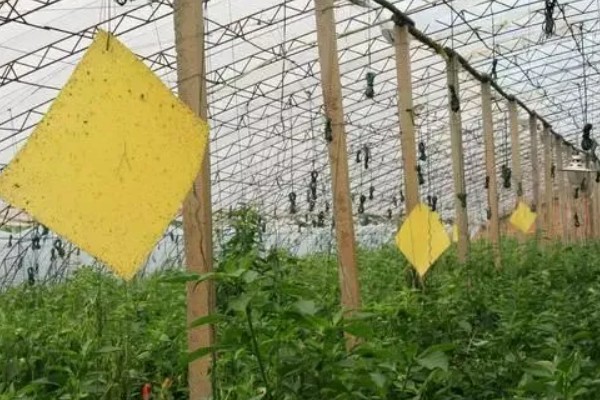 黄瓜蚜虫的防治方法，可采用喷粉法、黄板诱蚜等
