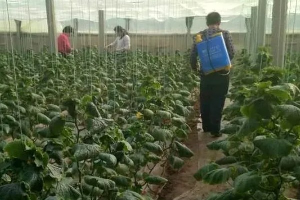 黄瓜蚜虫的防治方法，可采用喷粉法、黄板诱蚜等