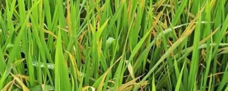 水稻叶片发黄如何防治，具体情况具体分析