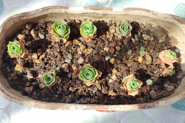 鸡蛋玫瑰的养殖方法，生长期间对光照的需求较大