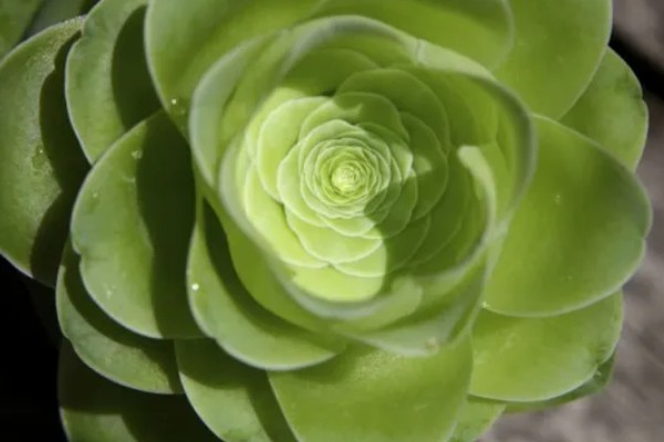 鸡蛋玫瑰的养殖方法，生长期间对光照的需求较大
