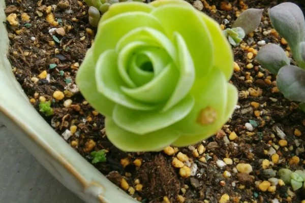 鸡蛋玫瑰的养殖方法，生长期间对光照的需求较大