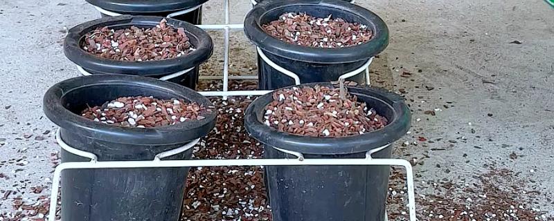 松树皮种兰花要加土吗，需加土