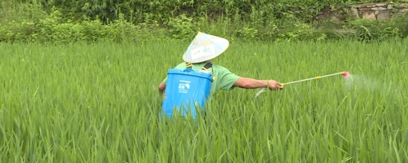 水稻二化螟的防治方法，秋收后的稻茬要将其集中销毁