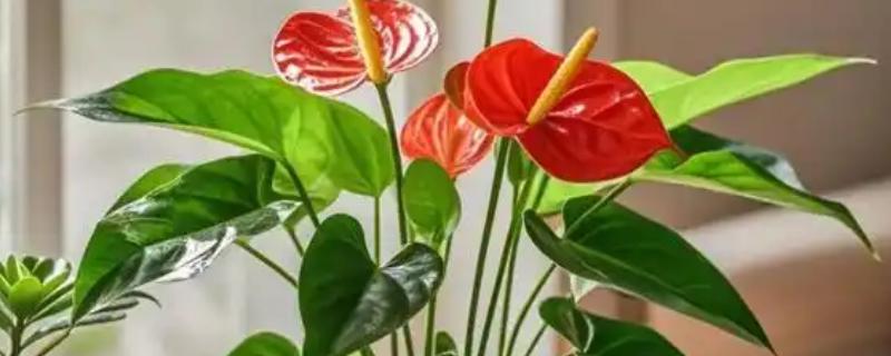 如何给红掌花浇水,可以在雨天接一些雨水来浇