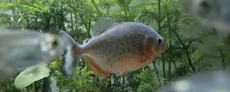 怎么养水虎鱼，选择中性的软水饲养为佳