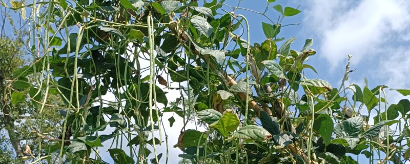 豆角卷叶的原因，可能是药害所致