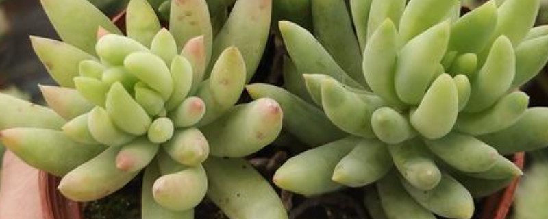 千佛手如何繁殖，可叶插、播种或分株繁殖