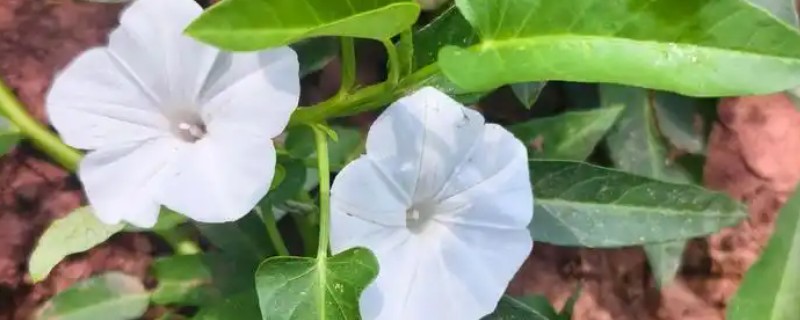 空心菜开花了还能不能吃，开花了还能吃