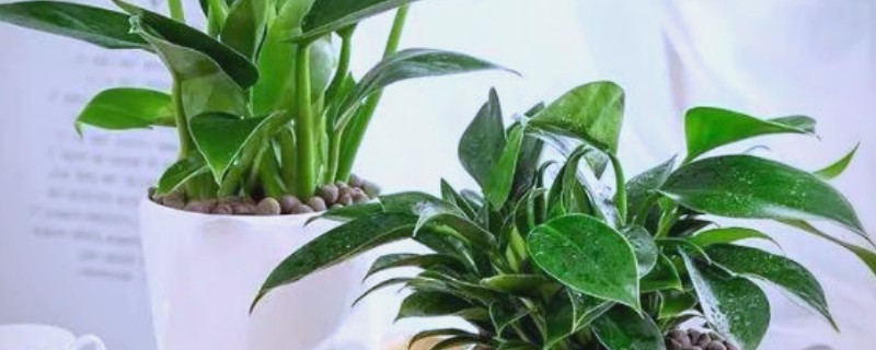 金钻叶子发黄的原因，可能是浇水过多所致