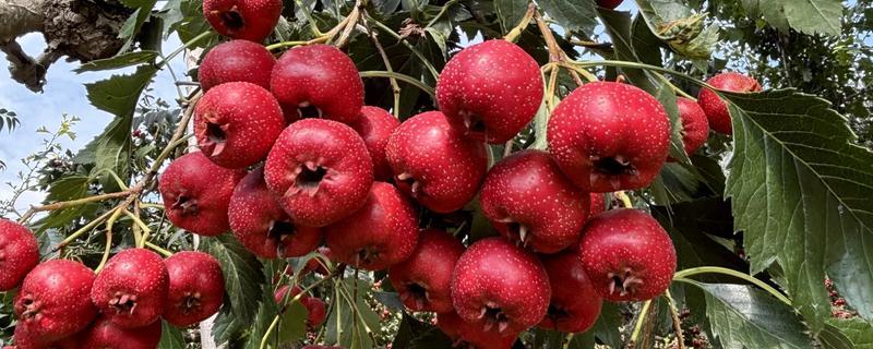 山楂在几月成熟，在10月份成熟