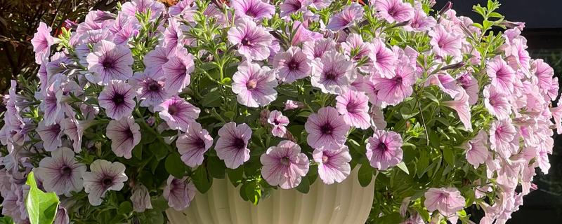 在北方牵牛花能过冬吗,北方冬天的室外不能安全过冬