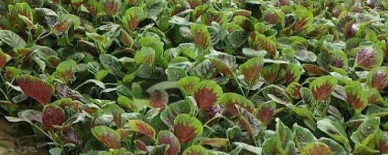 种苋菜用什么土，选择肥力充足的土壤合适