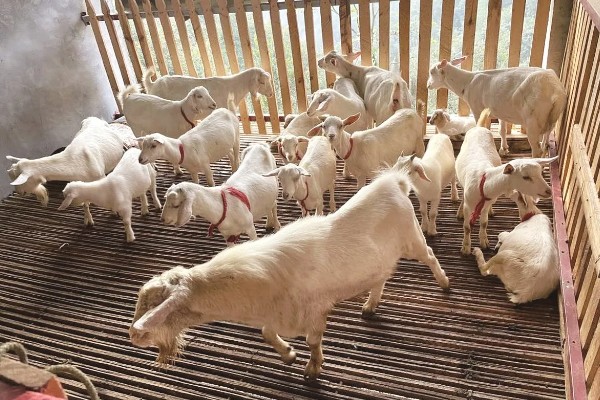提高羊奶产量的方法,首先要选择优良品种