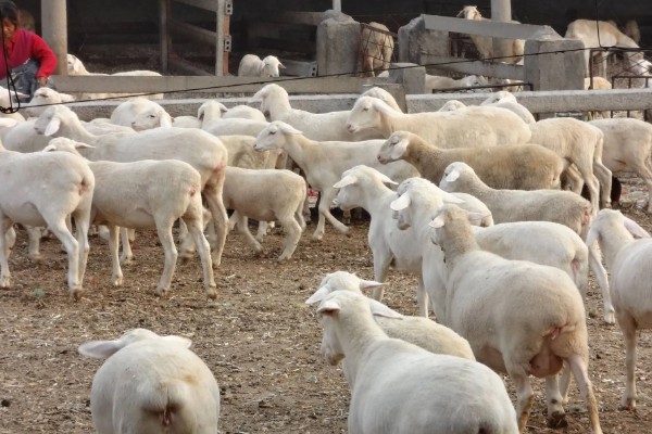 提高羊奶产量的方法,首先要选择优良品种