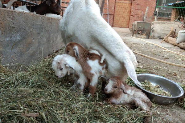 提高羊奶产量的方法,首先要选择优良品种