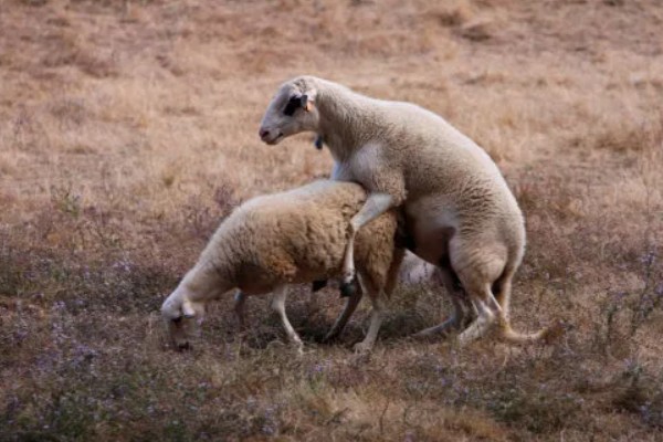 提高羊奶产量的方法,首先要选择优良品种