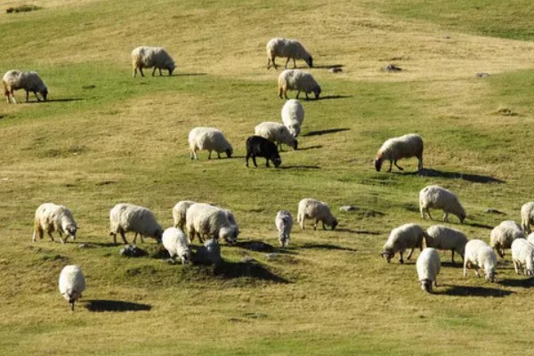 提高羊奶产量的方法,首先要选择优良品种