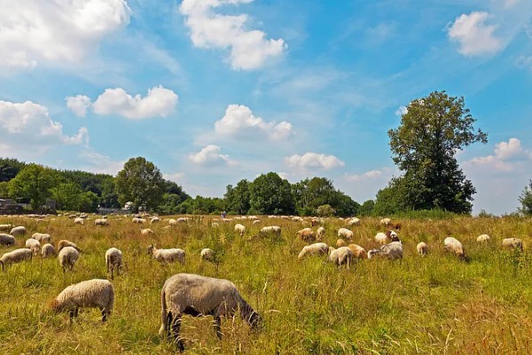 提高羊奶产量的方法,首先要选择优良品种