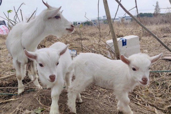 提高羊奶产量的方法,首先要选择优良品种