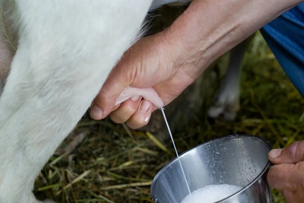 提高羊奶产量的方法,首先要选择优良品种