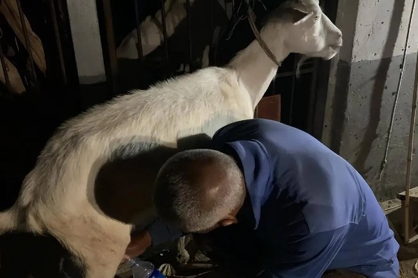 提高羊奶产量的方法,首先要选择优良品种