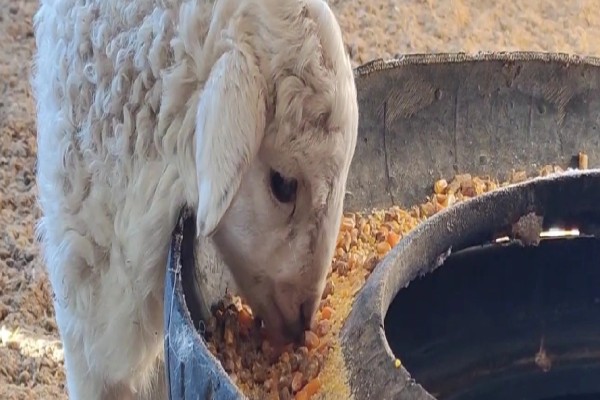 提高羊奶产量的方法,首先要选择优良品种