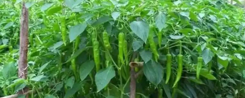 辣椒畸形果的症状，横剖可见果实里种子非常少或无