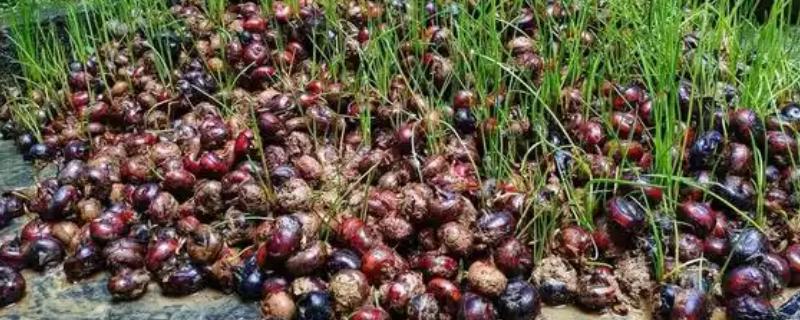 马蹄果一般几年结果，种植当年就能结果