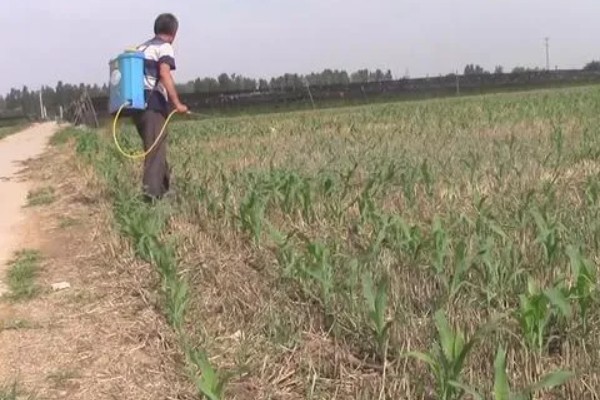 玉米药害下雨能不能缓解,可以一定程度上缓解