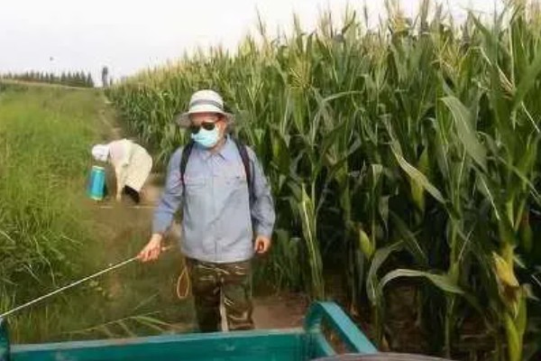 玉米药害下雨能不能缓解,可以一定程度上缓解