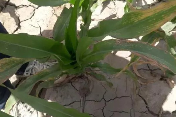 玉米药害下雨能不能缓解,可以一定程度上缓解