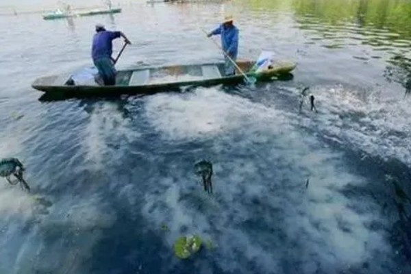 鲳鱼的人工养殖方法，放苗前使用食盐溶浸洗鱼体