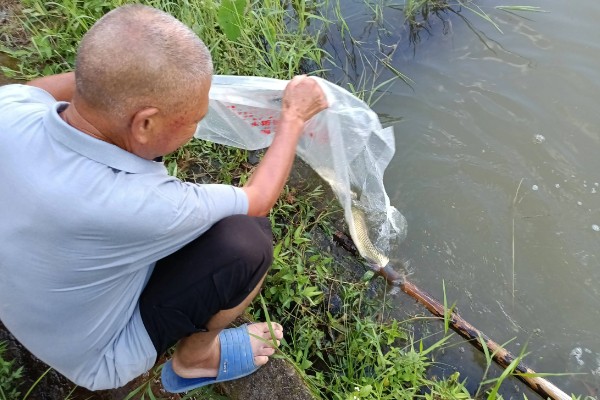 鲳鱼的人工养殖方法，放苗前使用食盐溶浸洗鱼体