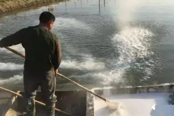 鲳鱼的人工养殖方法，放苗前使用食盐溶浸洗鱼体