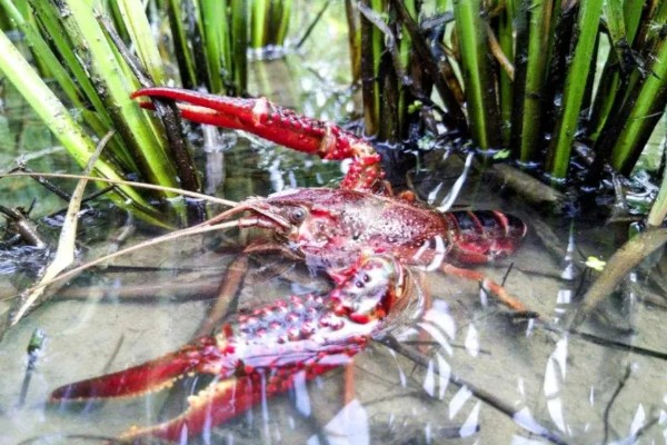 稻田养殖小龙虾亩产多少,高的能达到亩产700-800斤