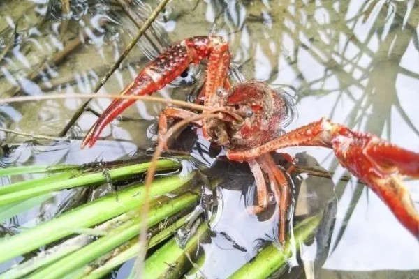 稻田养殖小龙虾亩产多少,高的能达到亩产700-800斤