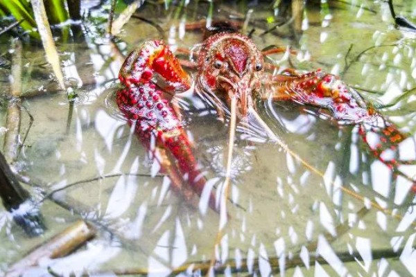 稻田养殖小龙虾亩产多少,高的能达到亩产700-800斤