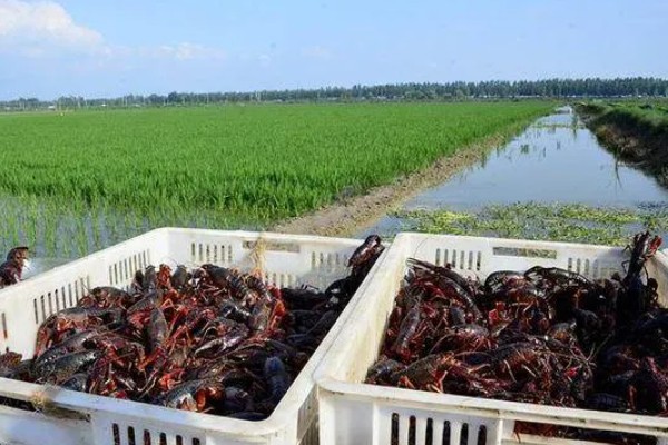 稻田养殖小龙虾亩产多少,高的能达到亩产700-800斤