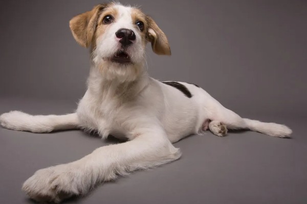 狗的象征,象征着忠心、富贵福气等