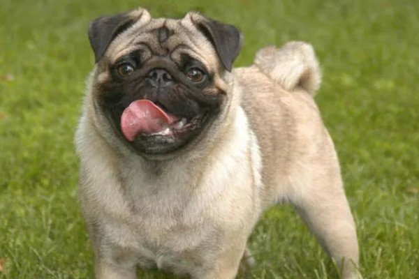 狗的象征,象征着忠心、富贵福气等