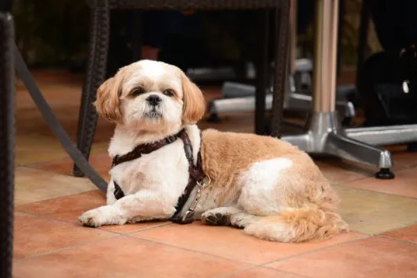 狗的象征,象征着忠心、富贵福气等