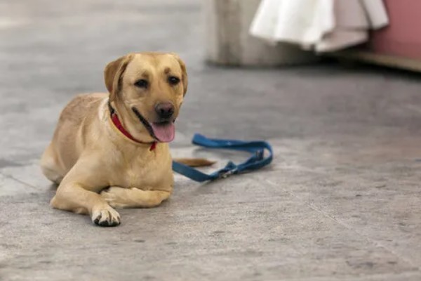 狗的象征,象征着忠心、富贵福气等